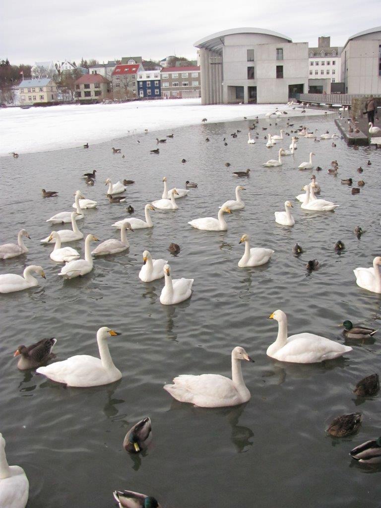 07a-cityhall-swans