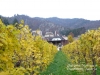 64_autumn-vineyard-at-durnstein-austria-copy