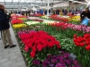 19_tulips-at-keukenhof-gardens-2