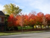 fall-colors-at-beecroft-ave-oct-2014-1