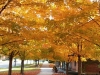 fall-colors-at-beecroft-ave-oct-2014-2