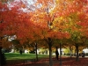 fall-colors-at-beecroft-ave-oct-2014-3