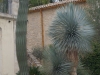 Giant cacti at Domaine de Verchant (5-star hotel near our Montpellier cottage)